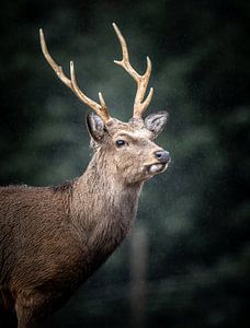 Le cerf en Forêt-Noire