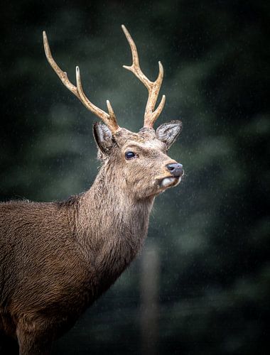Rotwild im Schwarzwald