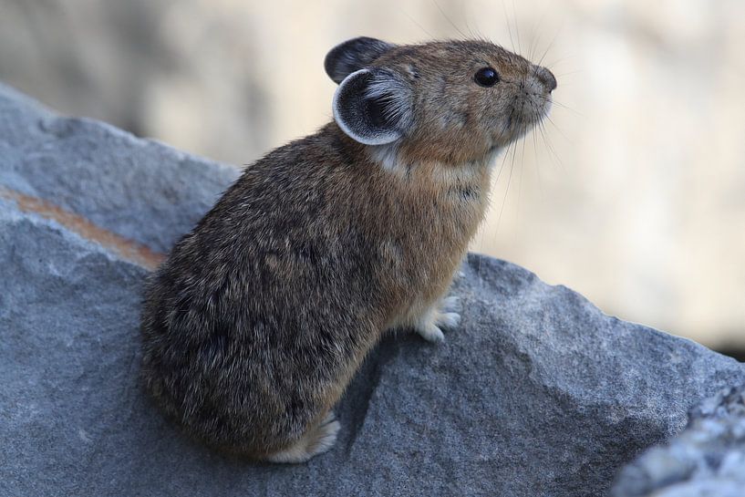 Pika Glacier National Park Montana USA by Frank Fichtmüller