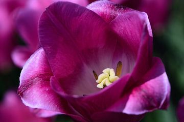 Innerhalb einer Tulpe von Gerard de Zwaan