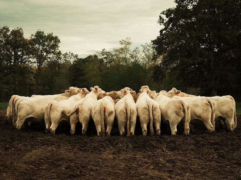 In a row by Miriam Meijer, en pleine campagne.....