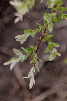 Shrub against a dark background