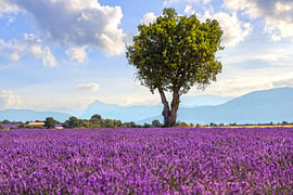 Boom in een lavendelveld op het plateau van Valensole, Provence, Frankrijk van Stefano Orazzini