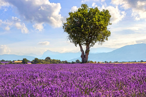 Arbre dans un champ de lavande sur le plateau de Valensole, en Provence, en France
