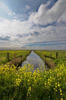 Voorjaar in Nederland