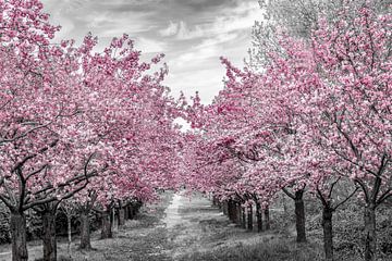 Charming cherry blossom alley by Melanie Viola