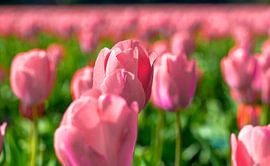 Tulpenfeld, Holland von Jan Fritz
