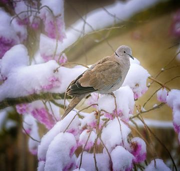 Duif op een besneeuwde bloeiende krische boom