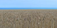 Summer ripe wheat field on the northern French coast