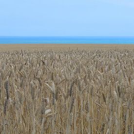 Summer ripe wheat field on the northern French coast by Annavee