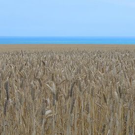 Summer ripe wheat field on the northern French coast by Annavee