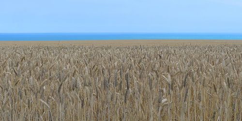 Champ de blé mûr en été sur la côte nord de la France sur Annavee