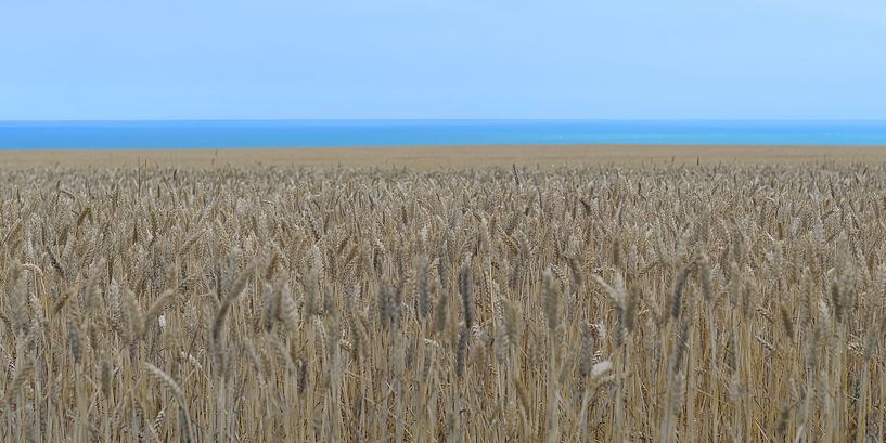 Summer ripe wheat field on the northern French coast by Annavee