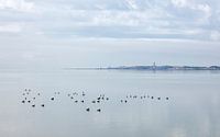 Serene Terschelling