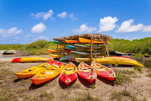 Groep kajaks in mangrovebos op het eiland Bonaire