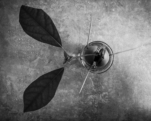 Avocado plant in full bloom.