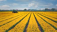 Geel tulpenveld van Jan van der Knaap thumbnail