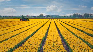 Champ de tulipes jaunes