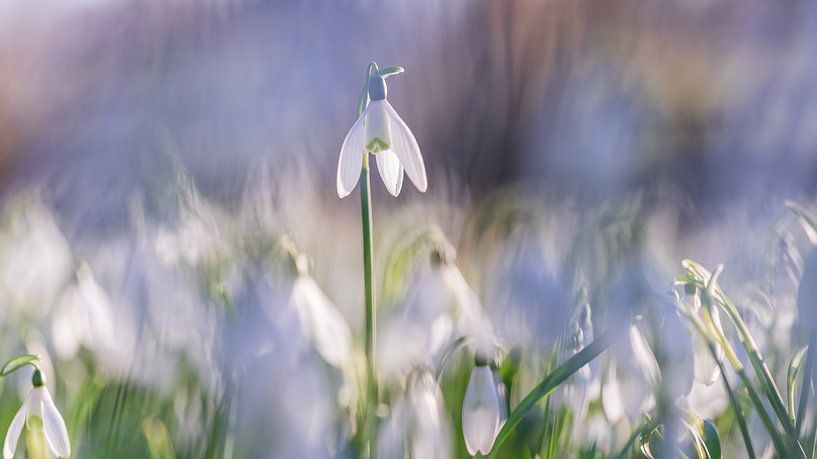 Schneeglöckchen von Lisa Antoinette Photography