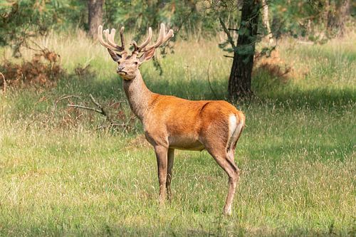 Edelhert op de Veluwe