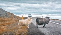 Moutons d'Islande par Niels Hemmeryckx Aperçu