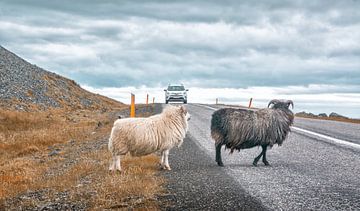 Moutons d'Islande sur Niels Hemmeryckx