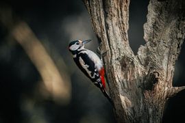 red spotted woodpecker on a tree by Bas Tieltjes