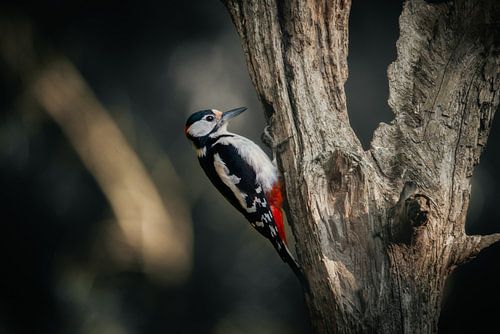 red spotted woodpecker on a tree