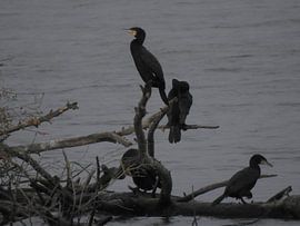 Biesbosch deel 1 von Max De Vos