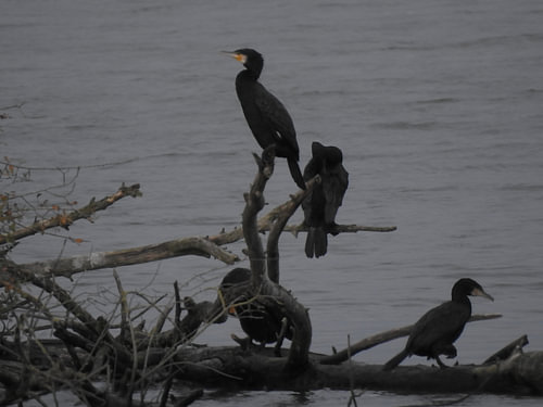 Biesbosch deel 1