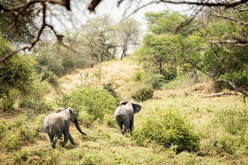Two elephants heading into the bush, Tanzania