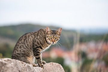 tabby cat in natural environment von VIDEOMUNDUM