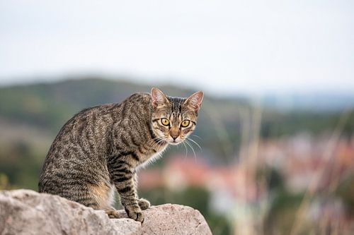 tabby cat in natural environment