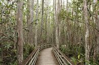 Mangrove park Florida Verenigde Staten by Berg Photostore thumbnail