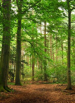 Beech forest in Echten