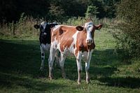 Belle photo de vaches dans le paysage limbourgeois