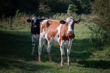 Prachtige Foto van Koeien in het Limburgse Landschap van Kristof Leffelaer