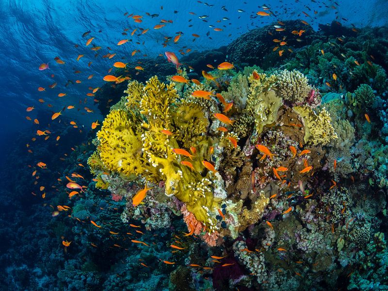 Rode Zee vlaggenbaarsje, Woodhouse rif, Tiran Strait, Egypte 2 van René Weterings