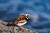 Tarier des prés avec un beau plumage d'été