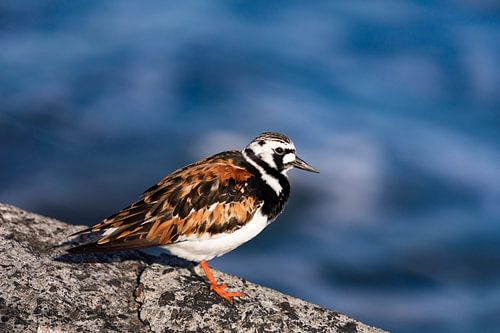 Tarier des prés avec un beau plumage d'été