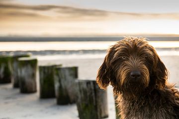 Hond aan de Zeeuwse kust van Paula Romein