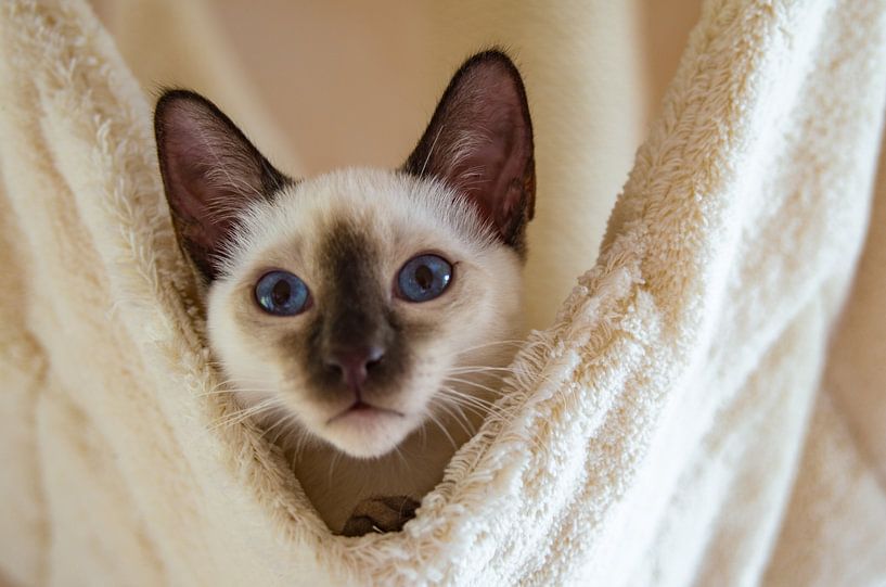 Thranduil van Mi Vidas Fotodesing