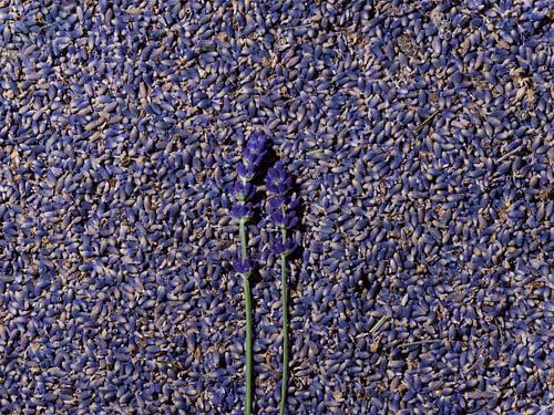 lavendel : 2 generaties