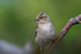 Close-up of a chaffinch (V) by M.J. Lagerwerf