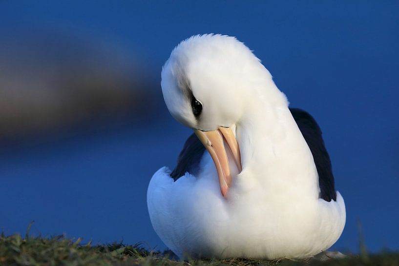 Black-browed Albatross ( Thalassarche melanophris ) or Mollymawk by Frank Fichtmüller