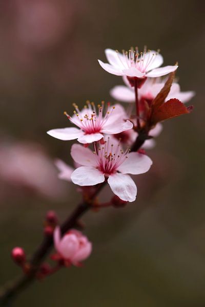 Frühjahr von Thomas Jäger