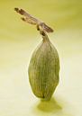 Green Cardamom Seed on Yellow by Iris Holzer Richardson thumbnail