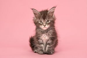 Main Coon Kätzchen