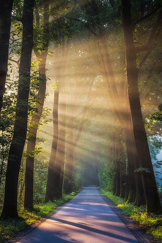 Amazing Sunrays by Edwin Mooijaart