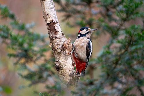 Grote bonte specht in boom